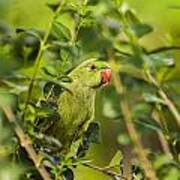 Rose-ringed Parakeet 2 Art Print