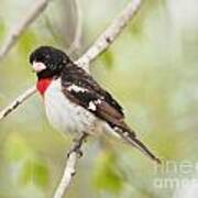 Rosebreasted Grosbeak Art Print