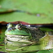 Roseland Lake American Green Frog Art Print