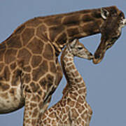 Rothschild Giraffe And Calf Nuzzling Art Print