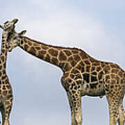 Rothschild Giraffe Pair Nuzzling Art Print