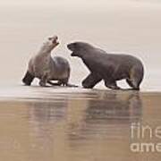 Rough Courtship Of Male And Female Hookers Sealions Art Print