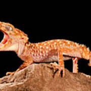 Rough Knob-tail Gecko, Nephrurus Amyae Art Print