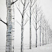 Row Of Birch Trees In The Snow Art Print