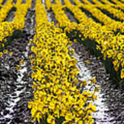 Rows Of Daffodils Art Print