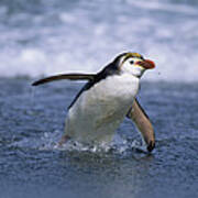 Royal Penguin Coming Ashore Macquarie Art Print