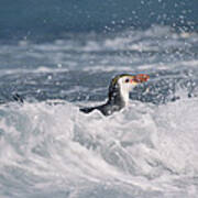 Royal Penguin Swimming In Surf Art Print