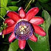 Ruby Passiflora V Art Print