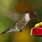 Ruby-throat Hummer Sipping Art Print