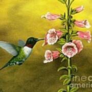 Ruby Throated Hummingbird And Foxglove Art Print