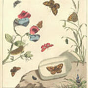 Ruby Tiger Moth Art Print
