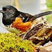 Spotted Towhee Art Print