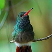 Rufous-tailed Hummingbird Art Print