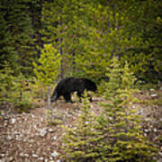 Running Bear Art Print