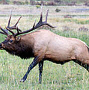 Running Bull Elk Art Print