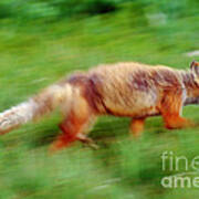 Running Red Fox Art Print