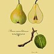 Russet Pear Art Print