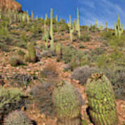 Saguaro And Barrel Cacti  Tonto N M Art Print
