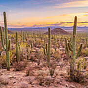 Saguaro Cactus Forest In Saguaro National Park Arizona Art Print