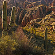 Saguaro Cactus Hills Art Print