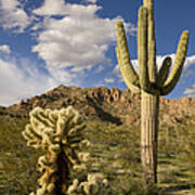 Saguaro Cactus In Desert Arizona Art Print