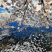 Sakura Petals On The Tidal Basin Art Print