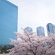 Sakura With Buildings Art Print