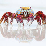 Sally Lightfoot Crab Tortuga Bay Art Print