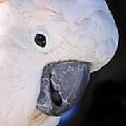 Salmon Crested Cockatoo Smiling Close Up Art Print