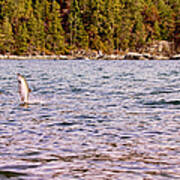 Salmon Jumping In The Ocean Art Print