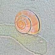 Salmon Snail Shell On Grey Treebark Art Print