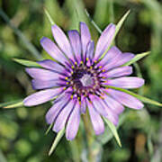 Salsify Flower Art Print