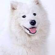 Samoyed Dog Portrait Art Print