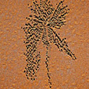 Sand Crab Patterns 2 Art Print