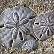 Sand Dollars 2106 Art Print