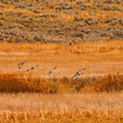 Sand Hill Cranes At Slough Creek Yellowstone Art Print