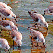 Sanderlings At Alamitos Bay Art Print