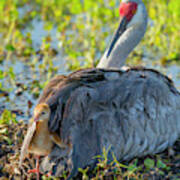 Sandhill Crane On Nest With One Day Old Art Print