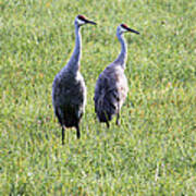 Sandhill Cranes In Wisconsin Art Print