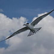 Sandwich Tern Art Print