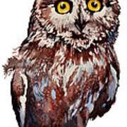Da148 Saw Whet Owl Daniel Adams Art Print