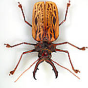 Sawyer Beetle Art Print