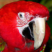 Scarlet Macaw Art Print