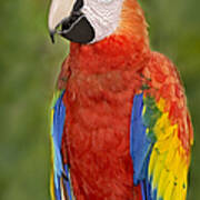 Scarlet Macaw Parrot Art Print