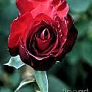 Red Rose Bloom Art Print