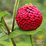 Scarlet Zinnia Art Print