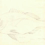 Sciaena Fish Art Print