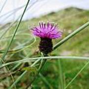 Scottish Thistle Art Print