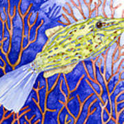 Scrawled Filefish Art Print