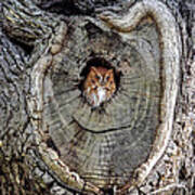 Screech Owl In Tree Art Print